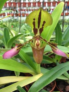 Paphiopedilum tigrinum