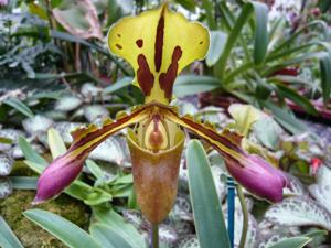 Paphiopedilum tigrinum