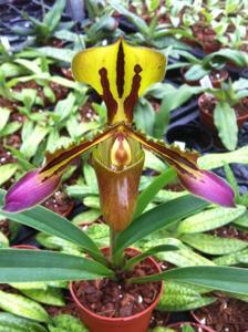 Paphiopedilum tigrinum