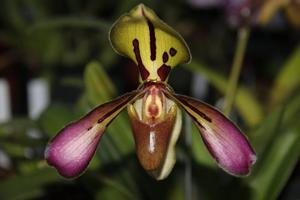 Paphiopedilum tigrinum