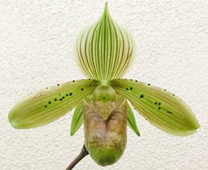 Paphiopedilum tonsum