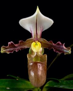 Paphiopedilum tranlienianum