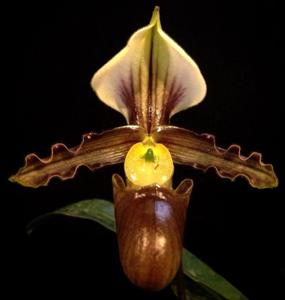 Paphiopedilum tranlienianum