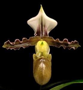 Paphiopedilum tranlienianum