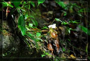 Paphiopedilum tranlienianum