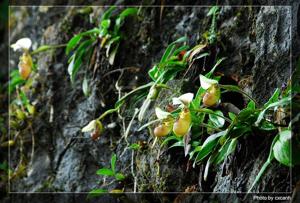 Paphiopedilum tranlienianum