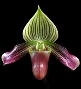 Paphiopedilum urbanianum