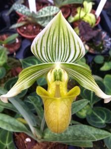 Paphiopedilum urbanianum