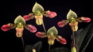 Paphiopedilum venustum