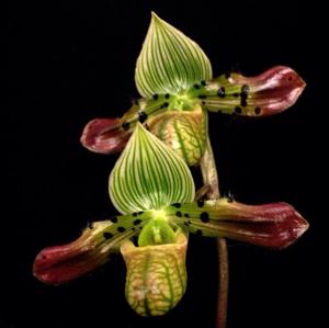 Paphiopedilum venustum