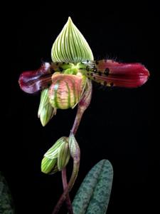 Paphiopedilum venustum