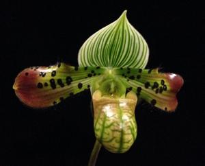 Paphiopedilum venustum