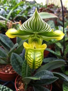 Paphiopedilum urbanianum