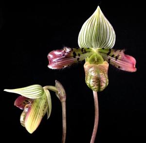 Paphiopedilum venustum