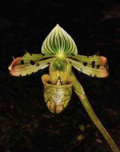 Paphiopedilum venustum