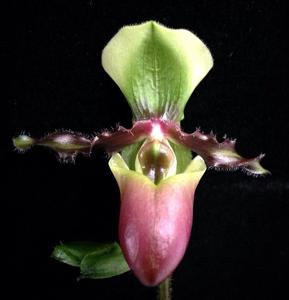 Paphiopedilum victoria-mariae