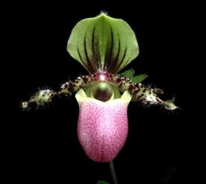 Paphiopedilum victoria-regina