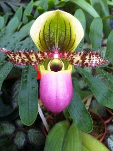 Paphiopedilum victoria-regina