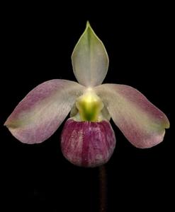 Paphiopedilum vietnamense