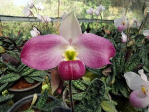 Paphiopedilum vietnamense