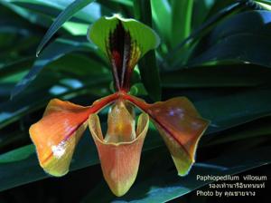 Paphiopedilum villosum