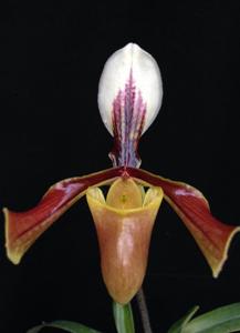 Paphiopedilum villosum var. annamense