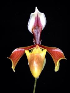 Paphiopedilum villosum var. annamense