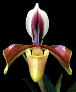 Paphiopedilum villosum var. annamense