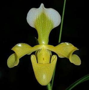 Paphiopedilum villosum