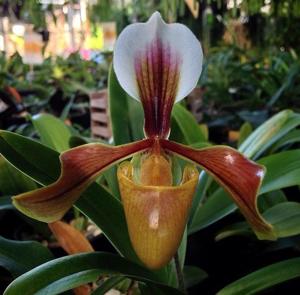 Paphiopedilum villosum var. annamense