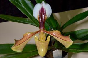 Paphiopedilum villosum