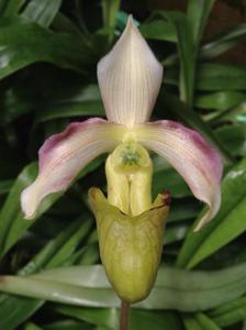 Paphiopedilum violascens