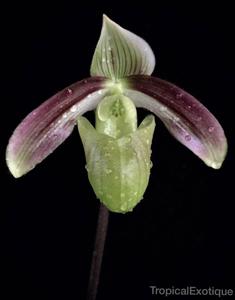 Paphiopedilum violascens