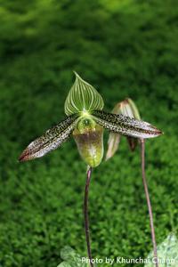 Paphiopedilum wardii