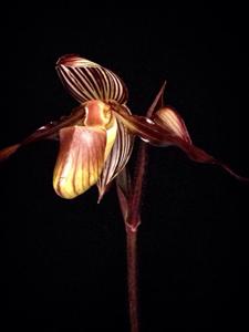 Paphiopedilum wilhelminae