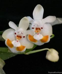 Phalaenopsis thailandica