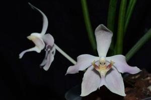 Paraphalaenopsis laycockii