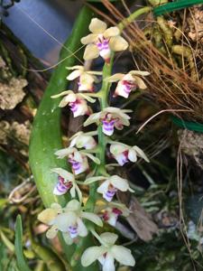 Tuberolabium quisumbingii