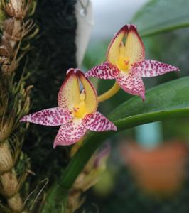 Bulbophyllum macranthum