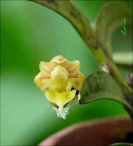 Pelatantheria ctenoglossum