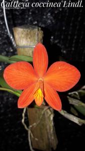 Cattleya coccinea