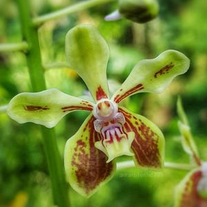 Vanda lamellata