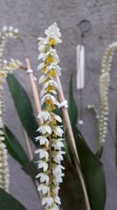 Coelogyne cobbiana