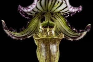 Paphiopedilum fairrieanum