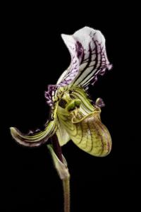 Paphiopedilum fairrieanum