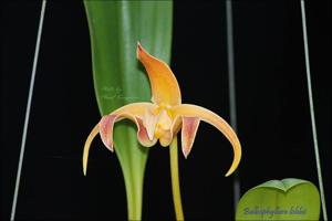 Bulbophyllum lobbii