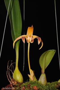 Bulbophyllum lobbii