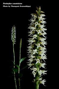 Peristylus constrictus