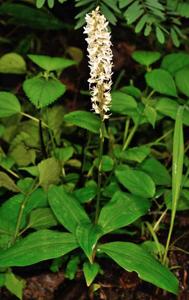 Peristylus constrictus