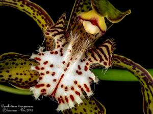 Cymbidium tracyanum